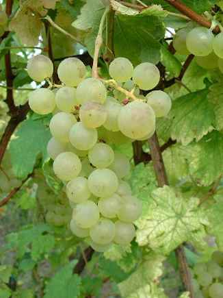 Chasselas