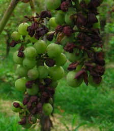 alsace vin