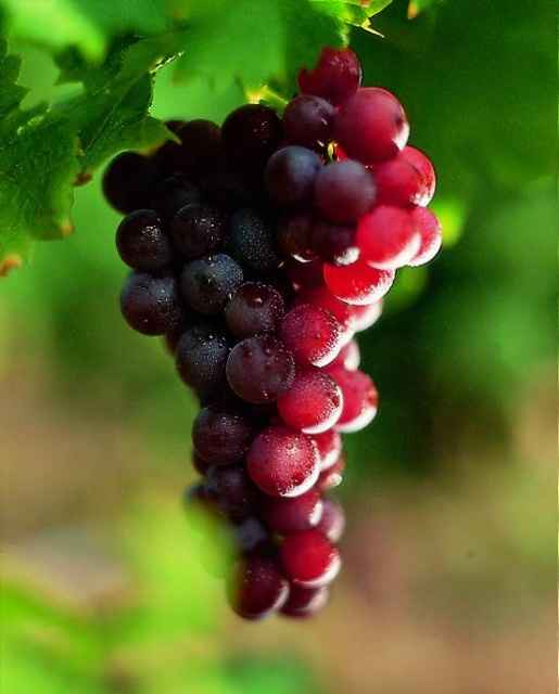 Muscat