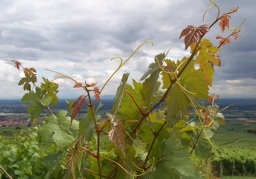 Sylvaner