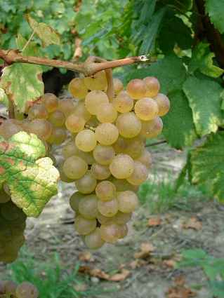 Pinot Blanc