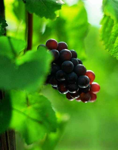 Pinot Gris