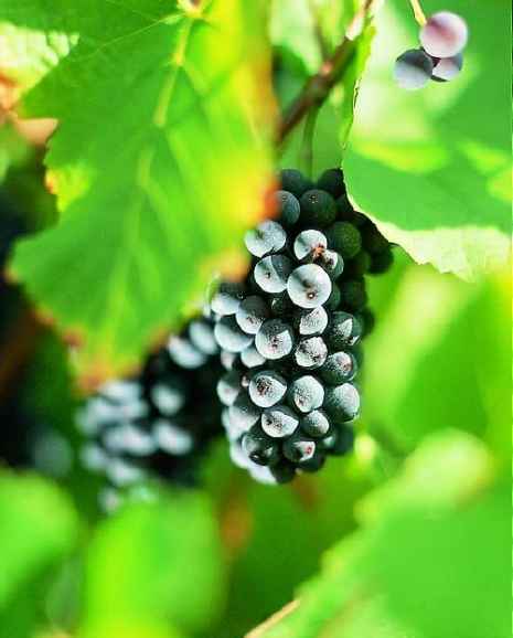 Pinot Noir